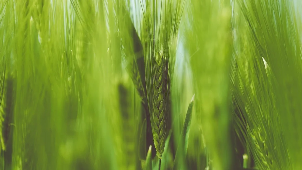 Freekeh